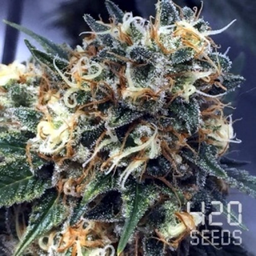 Можно заказать семена марихуаны ak 47 марихуана