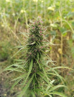 Auto Jamaica fem