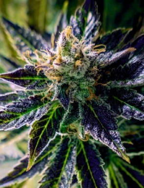 Auto Black Opium
