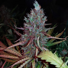 Auto Black Opium