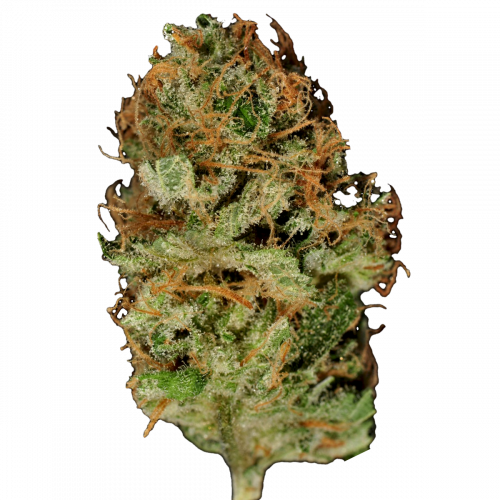 Bubblegum конопля купить бизнес на выращивание марихуаны