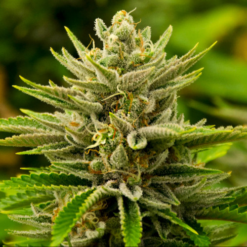 семена хорошей марихуаны
