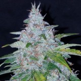 Six Shooter Auto
