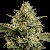 Six Shooter Auto