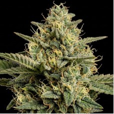 Six Shooter Auto