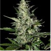 Super Critical Auto
