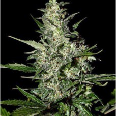 Super Critical Auto
