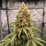 Super Critical Auto