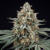 Super Critical