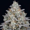 White Rhino