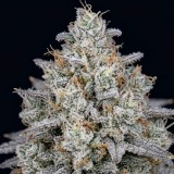 White Rhino