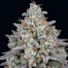 White Rhino