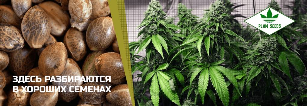 Где купить хорошие семена марихуаны опадают листья конопли